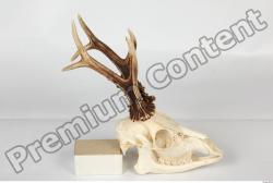 Skull Deer